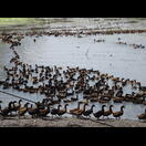 Enten,